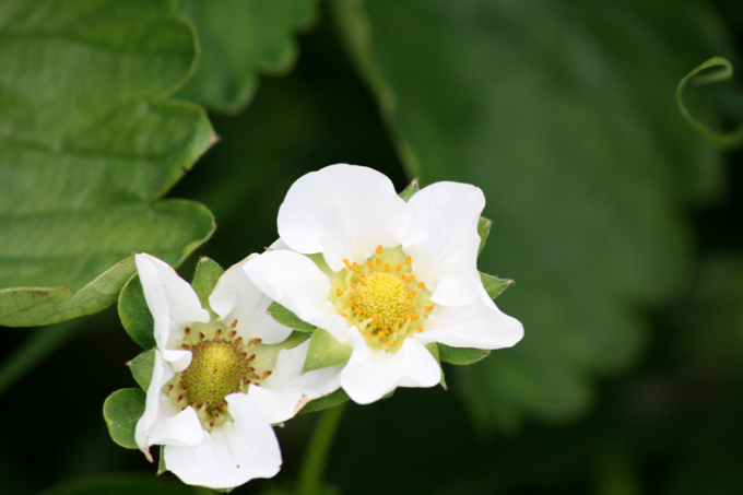 Tips 1: Hur man manuellt pollinerar jordgubbar