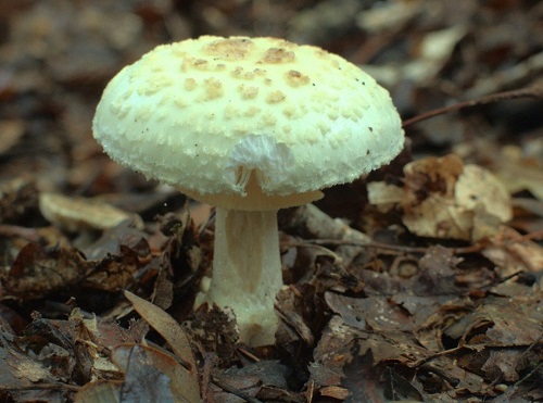 Hur man identifierar amanita muscaria eller Amanita citrina