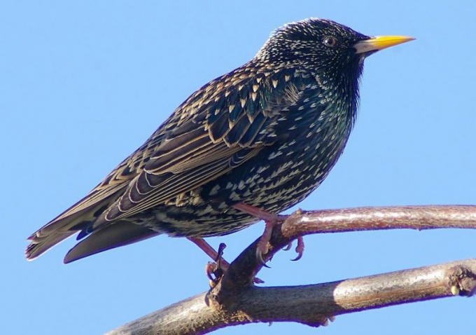 Vilka starlings har en gul näbb 