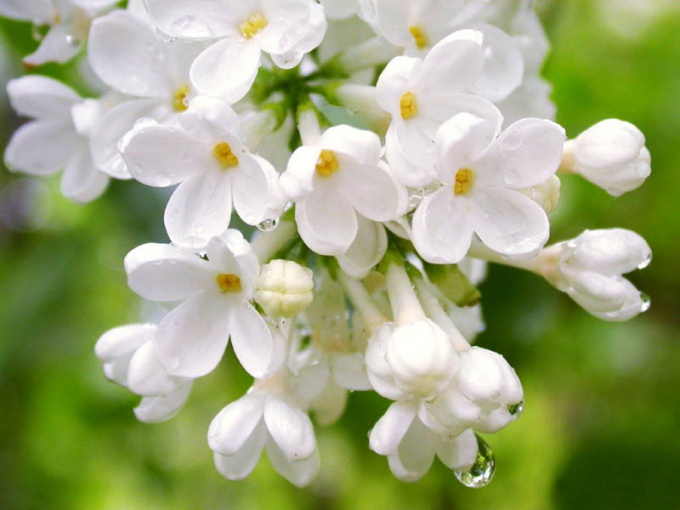 Hur man gör hemma masker från löv och lila blommor