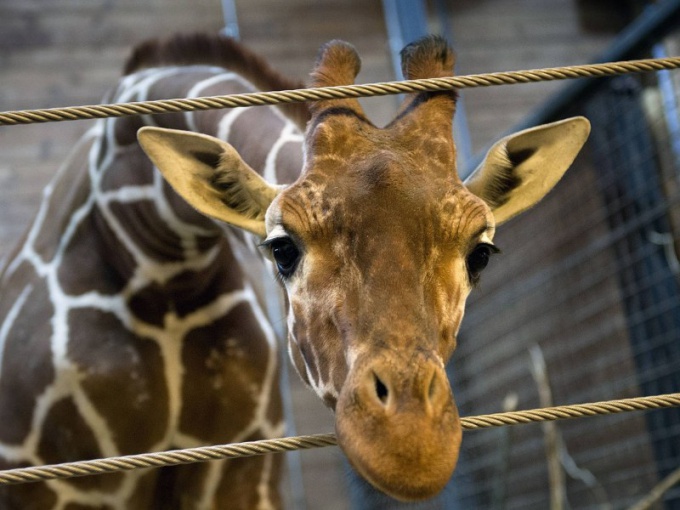 Varför en giraff dödades i Köpenhamn