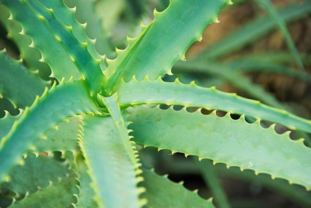 Aloe: ta hand om den gröna läkaren