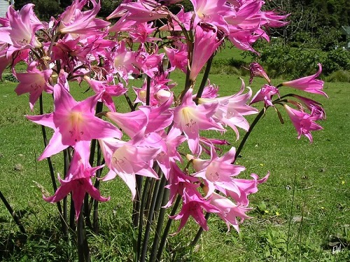 Amaryllis: plantering och vård