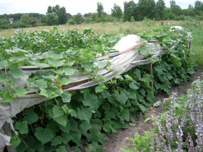 Hur man planterar gurka plantor