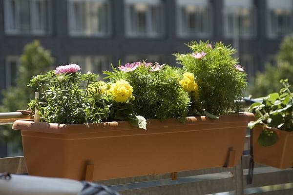 Vilka blommor ska jag sätta på balkongen