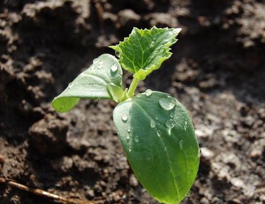 Vilka gurkor att plantera i mittbandet