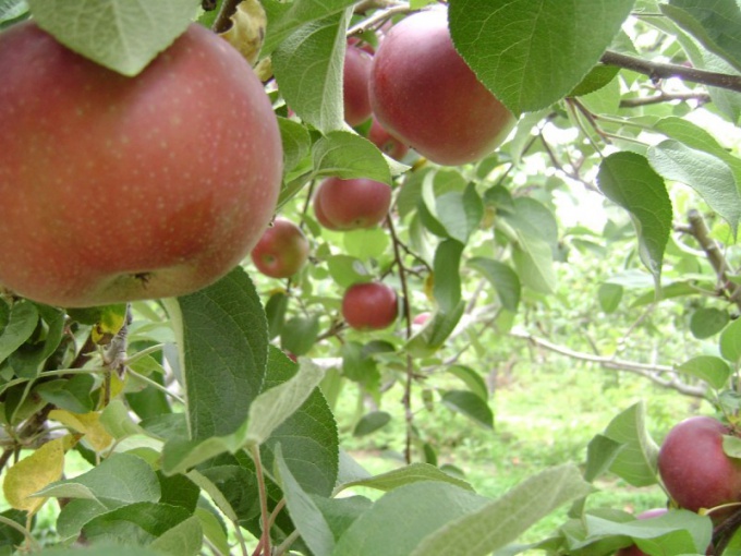 Vilken typ av fruktträd att plantera i landet?