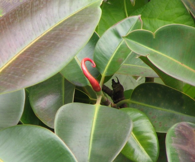 Varför gula blad av ficus