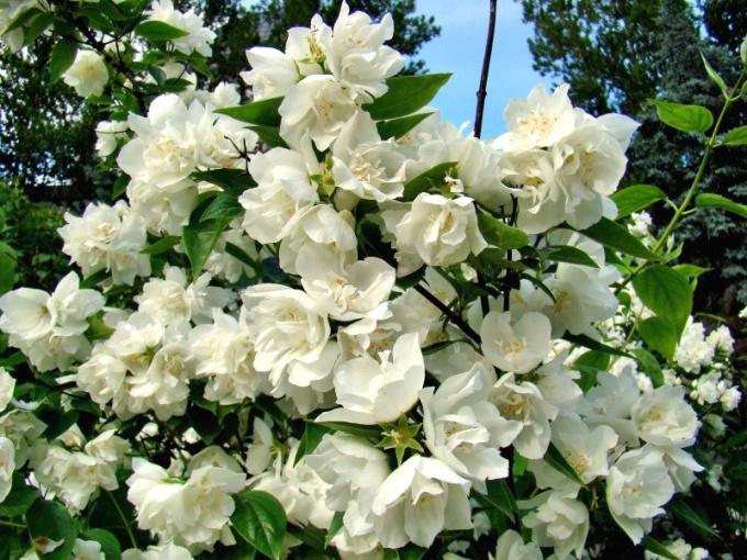 Varianter av trädgårdsjasmin (chubushnik) med doftande blommor