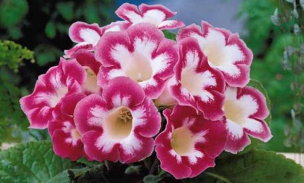 Växande gloxinia från frön