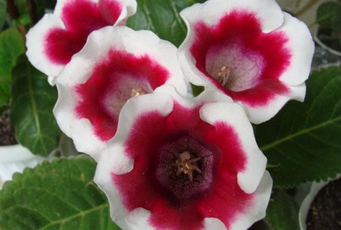 Hur man växer gloxinia från frön