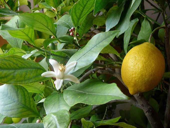 Tips 1: Hur man odlar en grapefrukt från ett ben