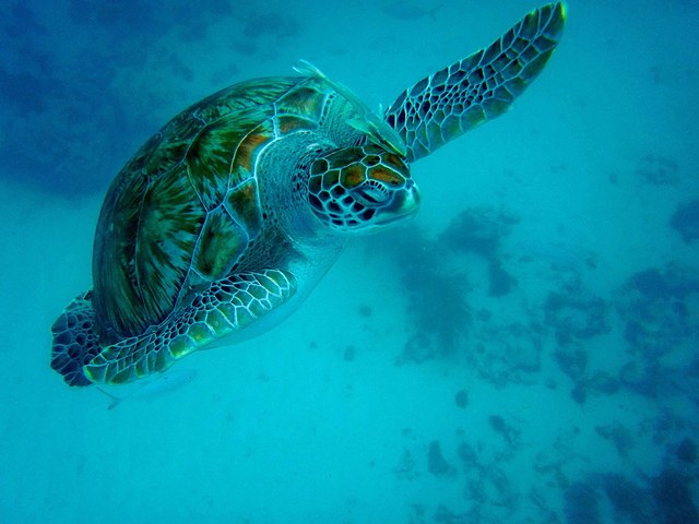 På Barbados på jakt efter exotisk och paradisisk vila