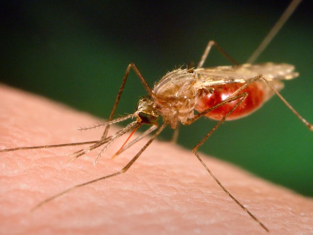 Tips 1: Hur man botar malaria