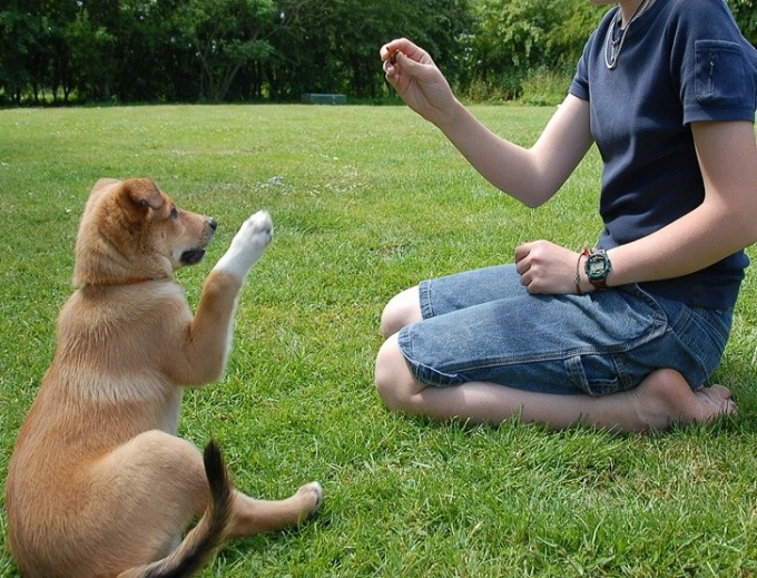 Vad du behöver för att få en hund