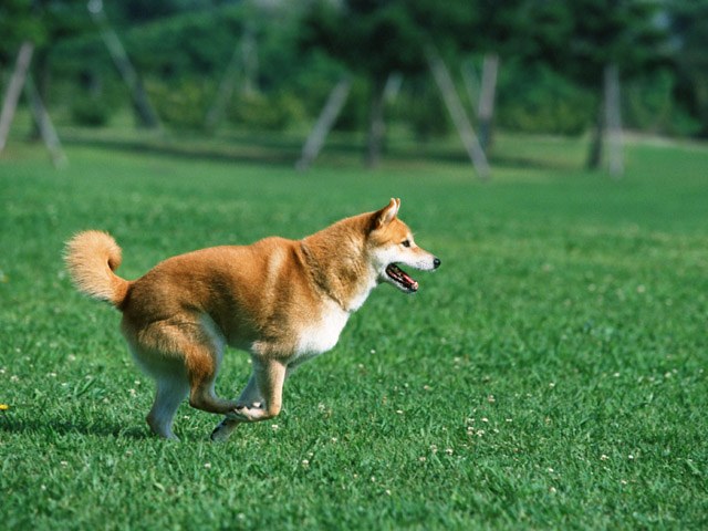 Vad händer om hunden angripit