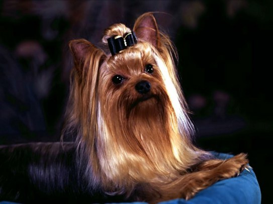 Hur Yorkshire Terriers ser ut