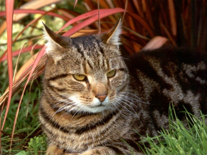 klåda som orsak till maskar i en katt