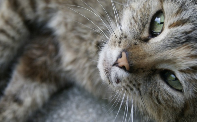 varför katten sover i benen