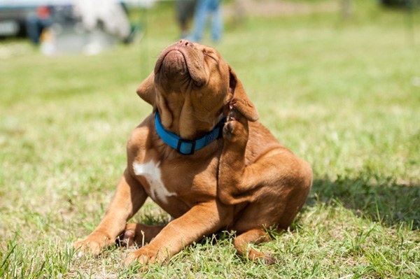 Tips 1: Hur man väljer en veterinär