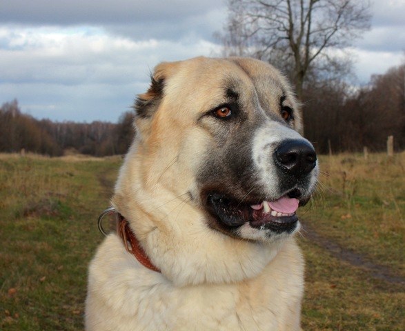 Central Asian Shepherd Dog hemma 