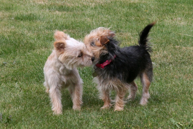 Tips 1: När man ska sticka en hund