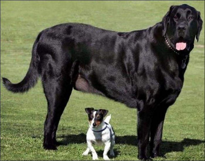 http://www.pervik66.ru/files/260810/sobaki/gigant_dogs_017.jpg