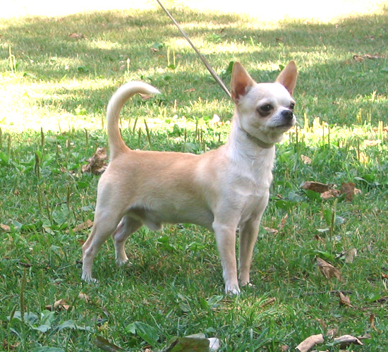 Hundvård Chihuahua